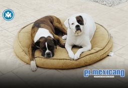 Corte de agua en Tijuana y Rosarito por fuga en acueducto de flujo inverso