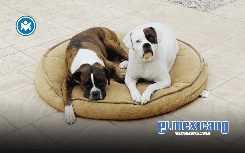 Crece la demanda de viviendas Pet Friendly en Baja California Crece la demanda de viviendas Pet Friendly en Baja California