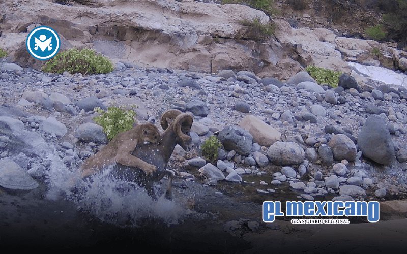 Fotografía de puma cazando a cimarrón en el Valle de los Cirios maravilla a científicos