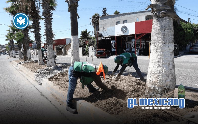Proponen infraestructura verde en camellones para mejorar gestión del agua