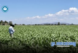 Sheinbaum adelanta aumento de presupuesto para ciencia y proyectos humanistas en 2026 Sheinbaum adelanta aumento de presupuesto para ciencia y proyectos humanistas en 2026