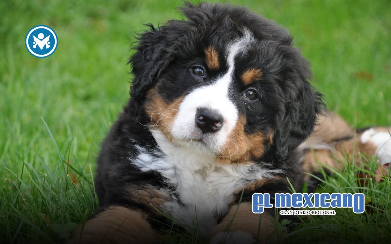 Desarrollan fármacos que alargan la vida saludable de los perros Desarrollan fármacos que alargan la vida saludable de los perros