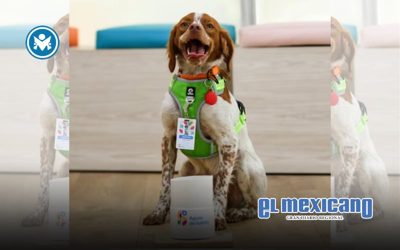 Manchas el primer perro que tiene la capacidad de detectar fugas de agua en México Manchas el primer perro que tiene la capacidad de detectar fugas de agua en México