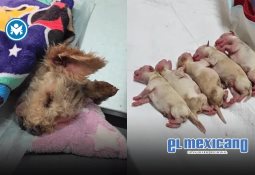 Crean mural en honor a Alicia Matías, la abuelita heroína de Iztapalapa Crean mural en honor a Alicia Matías, la abuelita heroína de Iztapalapa