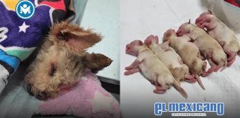 Cereza, la perrita embarazada que sobrevivió a explosión en Iztapalapa, lucha por su vida
