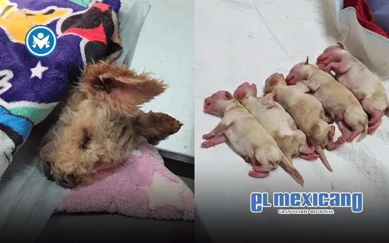 Cereza, la perrita embarazada que sobrevivió a explosión en Iztapalapa, lucha por su vida