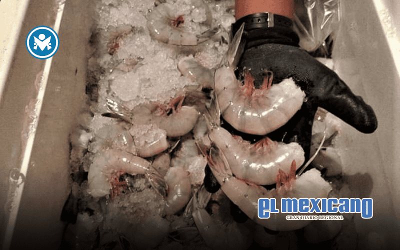Inicia la temporada de camarón en Baja California