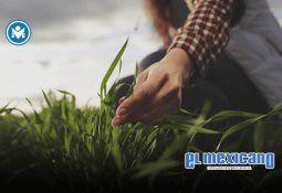 Abuelita heroína de Iztapalapa sigue viva tras explosión, admite Sedesa Abuelita heroína de Iztapalapa sigue viva tras explosión, admite Sedesa