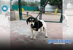 Emprendedoras bajacalifornianas lideran la inclusión financiera: 8 de cada 10 solicitudes de financiamiento son de mujeres