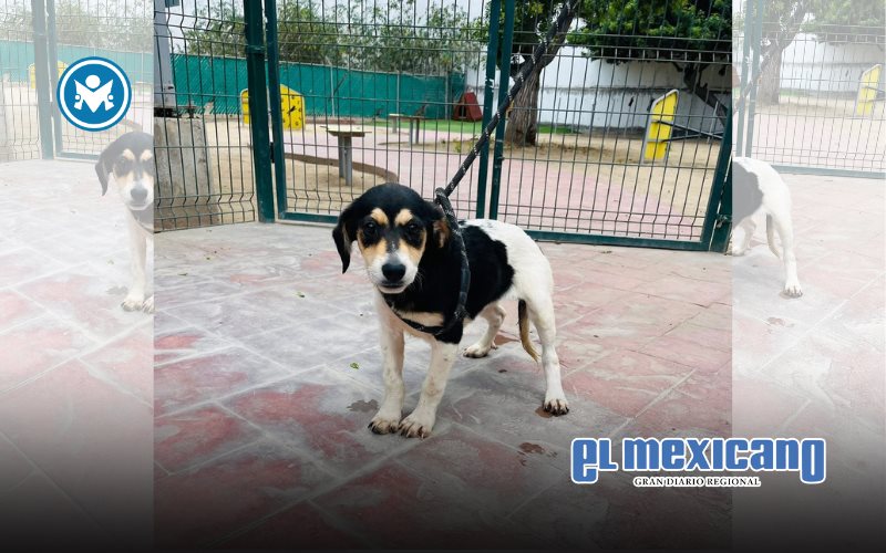 Invita alcaldesa Claudia Agatón a registrarse al Padrón Municipal de Asociaciones Protectoras de Animales