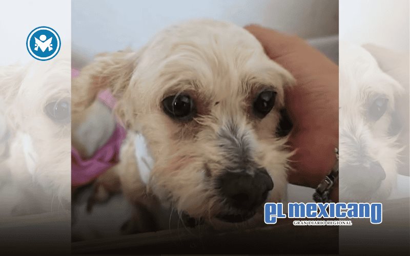 Cereza, perrita sobreviviente de la pipa en Iztapalapa, será operada para retirar piel muerta Cereza, perrita sobreviviente de la pipa en Iztapalapa, será operada para retirar piel muerta