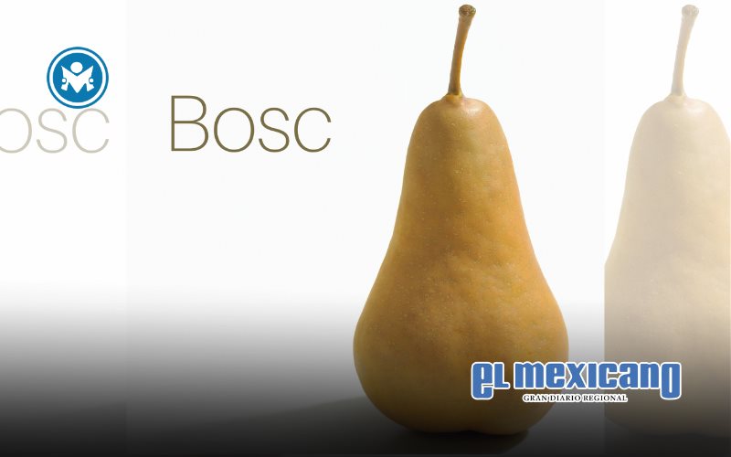 Pera Bosc: con versatilidad y sabor llega al mercado mexicano Pera Bosc: con versatilidad y sabor llega al mercado mexicano