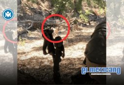 Llega el tráiler final de Zootopia 2