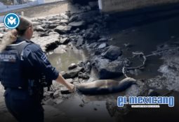 Diputado de MC impulsa juicio político contra Hilda Araceli Brown