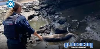 Lobo Marino es encontrado bajo puente de Ensenada