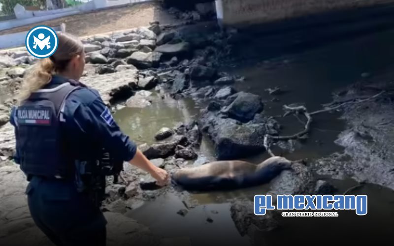 Lobo Marino es encontrado bajo puente de Ensenada