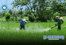 Embarazo adolescente en México: el papel de los padres en la prevención Embarazo adolescente en México: el papel de los padres en la prevención
