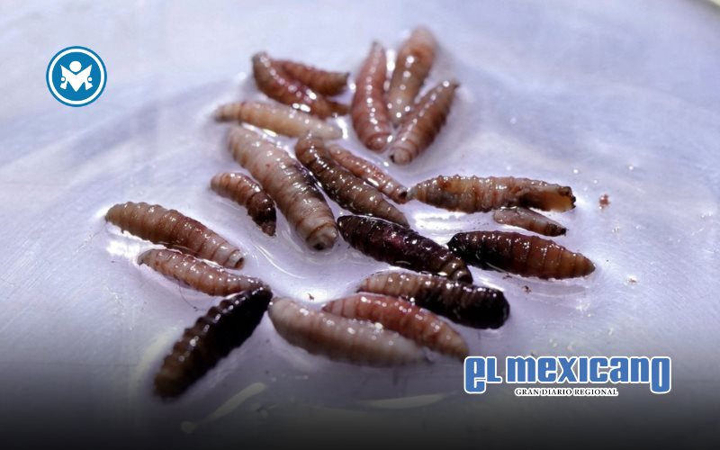 México confirma caso de gusano barrenador en Nuevo León México confirma caso de gusano barrenador en Nuevo León