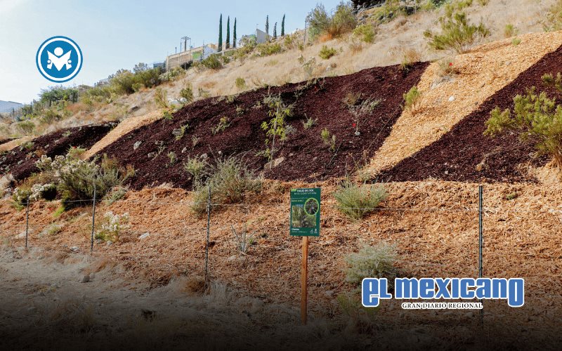 REDD transforma taludes urbanos con soluciones basadas en la naturaleza