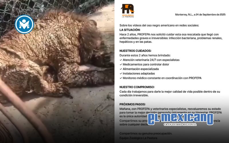 Exhiben osezna con sarna y desnutrición en zoológico de La Pastora Exhiben osezna con sarna y desnutrición en zoológico de La Pastora