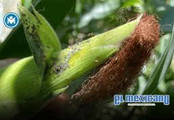 38 personas en Michoacán fueron aprehendidos en campo clandestino de La Luz del Mundo