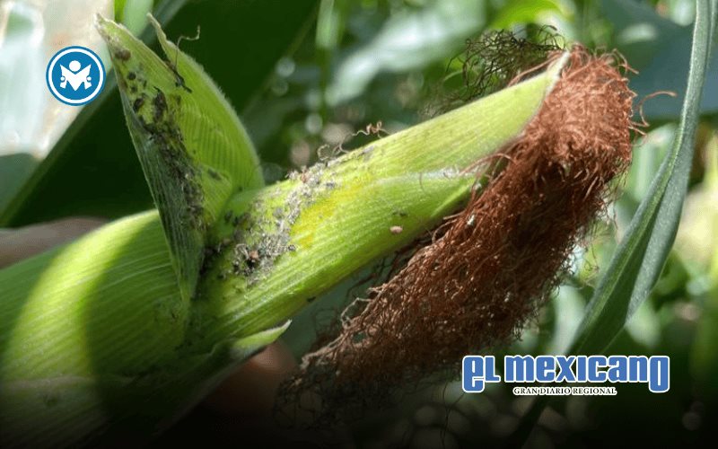 Campesinos de Sinaloa respaldan propuesta de Rocha Moya para presupuesto al maíz