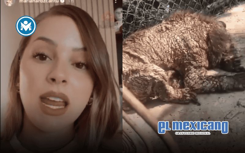 Mariana Rodríguez informa que osezna llegó con anemia, leptospirosis y daños severos