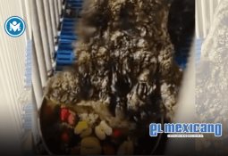 Brote de gusano barrenador en Nuevo León, advertencia ignorada