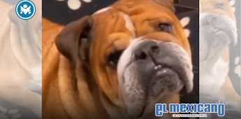 Fallece Roscoe, el leal bulldog de Lewis Hamilton Fallece Roscoe, el leal bulldog de Lewis Hamilton