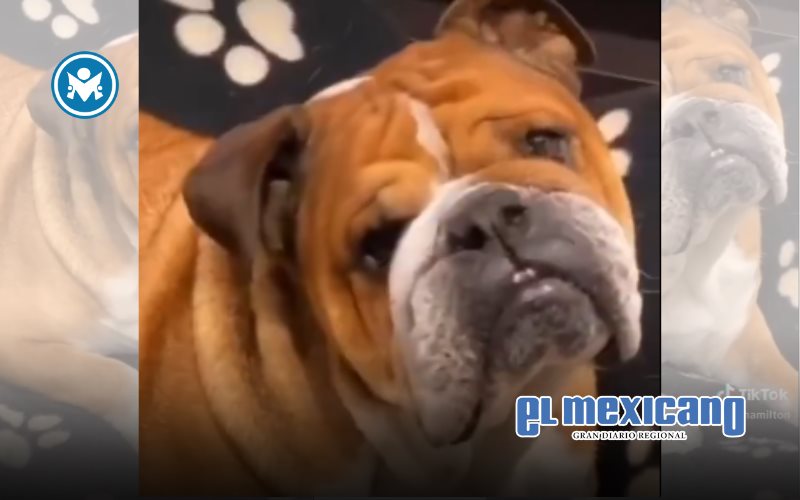 Fallece Roscoe, el leal bulldog de Lewis Hamilton