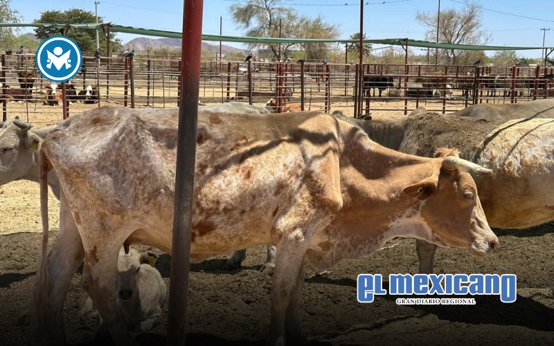 Ganaderos nacionales demandan apoyo del Gobierno Federal