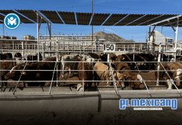 GAP escala posiciones entre las empresas más confiables de México GAP escala posiciones entre las empresas más confiables de México