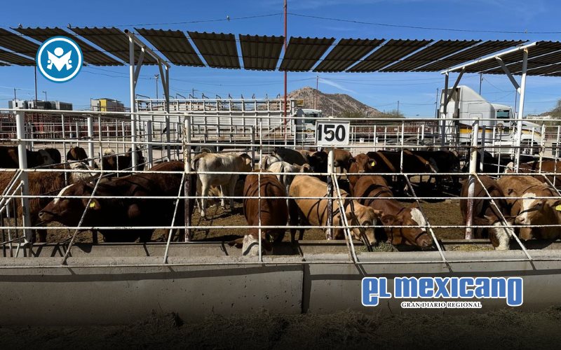 Brote de gusano barrenador en Nuevo León, advertencia ignorada