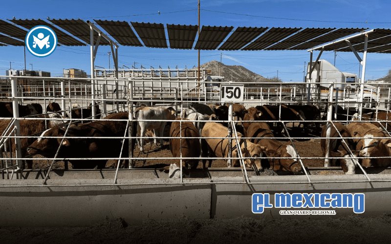 Brote de gusano barrenador en Nuevo León: crisis sanitaria y económica en la ganadería