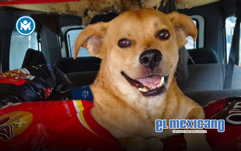 Muere envenenado "Chicles", el perro maratonista de Tijuana Muere envenenado "Chicles", el perro maratonista de Tijuana