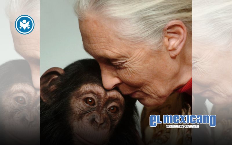 Fallece Jane Goodall a los 91 años, deja legado inmortal tras labor hacia los primates Fallece Jane Goodall a los 91 años, deja legado inmortal tras labor hacia los primates