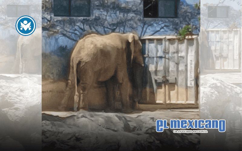 Denuncian descuido hacia elefante Monty en La Pastora Denuncian descuido hacia elefante Monty en La Pastora