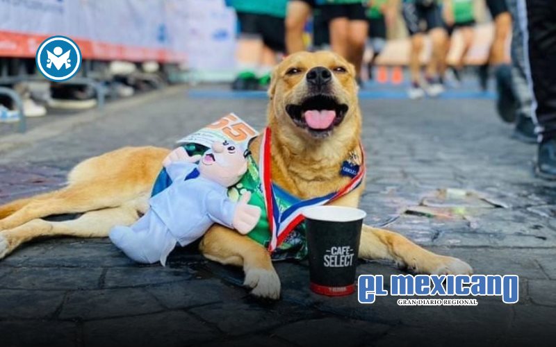 Fiscal&iacute;a investiga presunto envenenamiento de El Chicles por crueldad animal