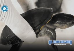 Miguel Ángel Yunes e hijos protagonizan pelea en Polanco