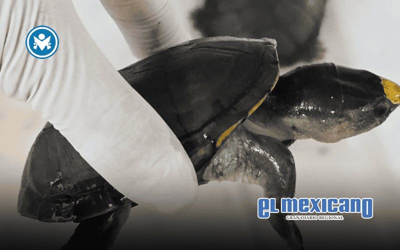 FGR y Profepa aseguran más de 2,300 tortugas y 2,200 kg de aletas de tiburón y buches de totoaba en operativo en Jalisco