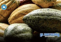 Senadora Claudia Anaya denuncia presencia de Fuerzas Armadas con equipo antimotines en el Senado Senadora Claudia Anaya denuncia presencia de Fuerzas Armadas con equipo antimotines en el Senado