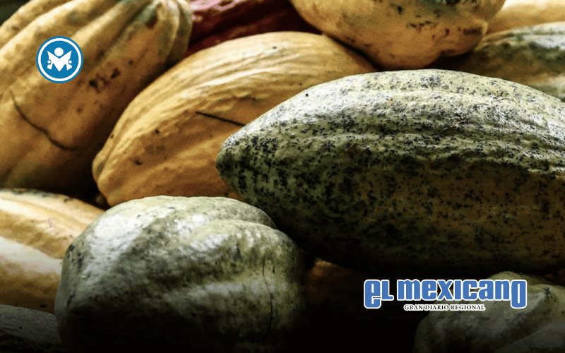 Del cacao al paladar: el futuro del chocolate es sustentable Del cacao al paladar: el futuro del chocolate es sustentable