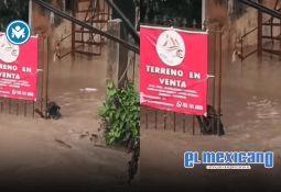 Aaron Ramsey ofrece recompensa para recuperar a su perro "Halo