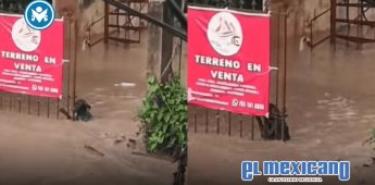 Perrito lucha por sobrevivir en inundaciones de Poza Rica