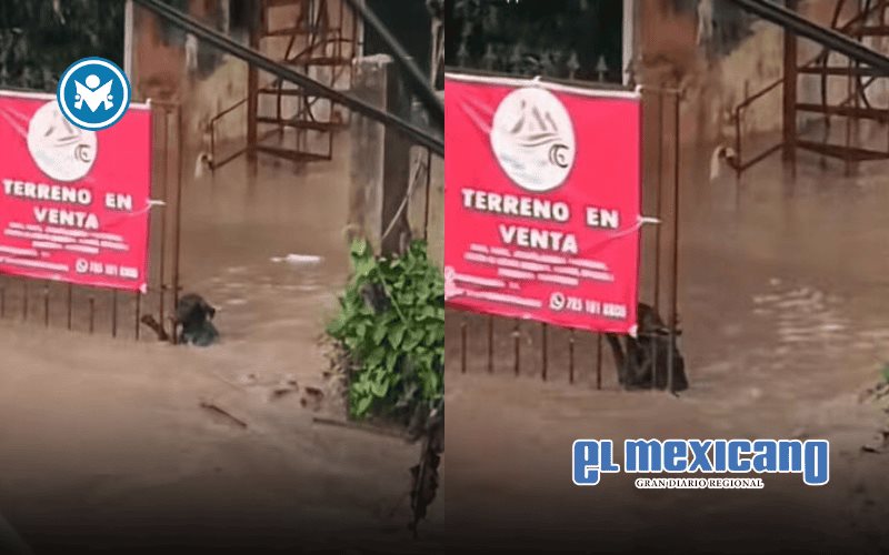 Perrito lucha por sobrevivir en inundaciones de Poza Rica