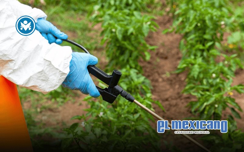 México prohíbe 35 plaguicidas y fortalece agricultura sustentable México prohíbe 35 plaguicidas y fortalece agricultura sustentable