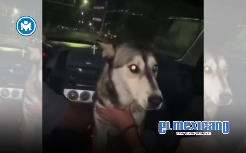 Obligan a perro callejero a beber alcohol, generando indignaci&oacute;n