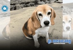 Mujer con pasaporte de Torenza genera polémica en aeropuerto JFK Mujer con pasaporte de Torenza genera polémica en aeropuerto JFK