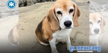 Aaron Ramsey ofrece recompensa para recuperar a su perro "Halo