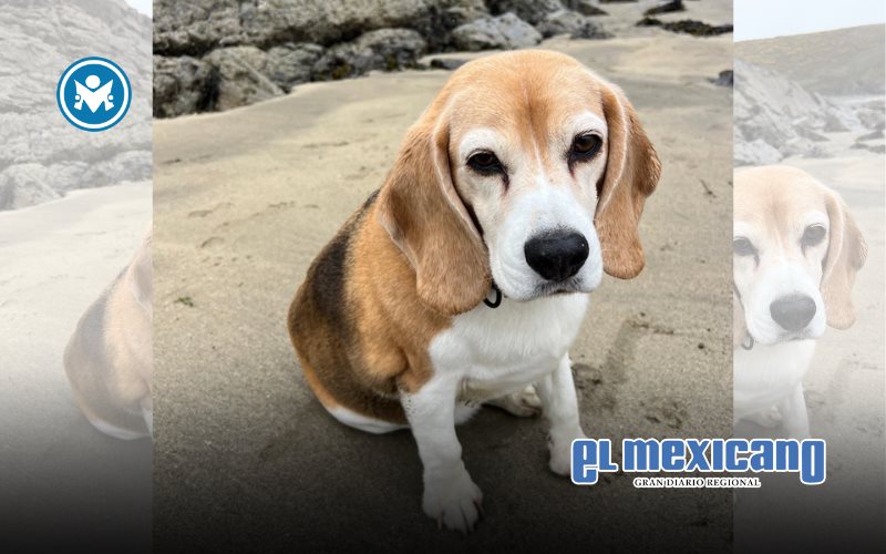 Aaron Ramsey ofrece recompensa para recuperar a su perro "Halo